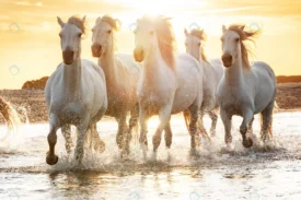 white horses beach crcd900643e size26.8mb 7360x4912 1 - title:Home Main - اورچین فایل - format: - sku: - keywords: p_id:18