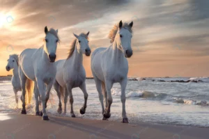 white horses camargue france crc3464069d size29.46mb 7360x4912 - title:Home - اورچین فایل - format: - sku: - keywords: p_id:18