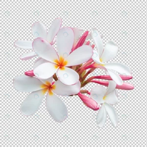 white pink bouquet plumeria flowers isolated tran crc14c8de0a size24.44mb - title:Home - اورچین فایل - format: - sku: - keywords: p_id:18