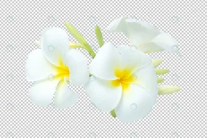 white yellow bouquet plumeria flowers transparenc crcd8b75664 size29.68mb - title:Home - اورچین فایل - format: - sku: - keywords: p_id:18