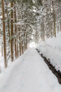 winter landscape pine forest crc27e5cea3 size11.89mb 3840x5760 - title:Home - اورچین فایل - format: - sku: - keywords: p_id:18