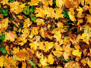 yellow leaves ground autumn forest closeup nature crca715f428 size13.73mb 8000x6000 - title:Home - اورچین فایل - format: - sku: - keywords: p_id:18