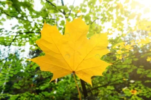 yellow maple leaf background green forest with su crcc5552114 size8.51mb 4227x2800 - title:Home - اورچین فایل - format: - sku: - keywords: p_id:18