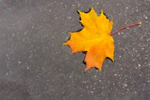 yellow maple leaf puddle concept autumn mood canad rnd949 frp10217516 - title:Home - اورچین فایل - format: - sku: - keywords: p_id:18