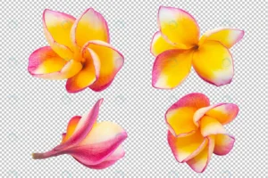 yellow pink plumeria flowers transparency floral. crce5590047 size39.49mb - title:Home - اورچین فایل - format: - sku: - keywords: p_id:18