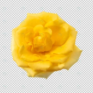 yellow rose flower isolated crc62fb22f3 size9.27mb - title:Home - اورچین فایل - format: - sku: - keywords: p_id:18