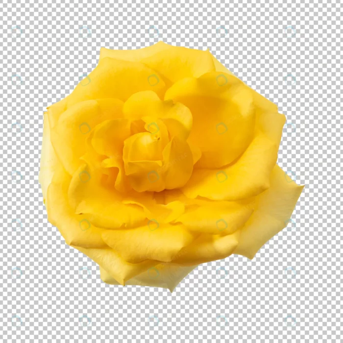 yellow rose flower isolated crc62fb22f3 size9.27mb - title:گل رز زرد بدون بکگراند - اورچین فایل - format:PSD - فتوشاپ - sku:crc62fb22f3 - keywords: p_id:83855